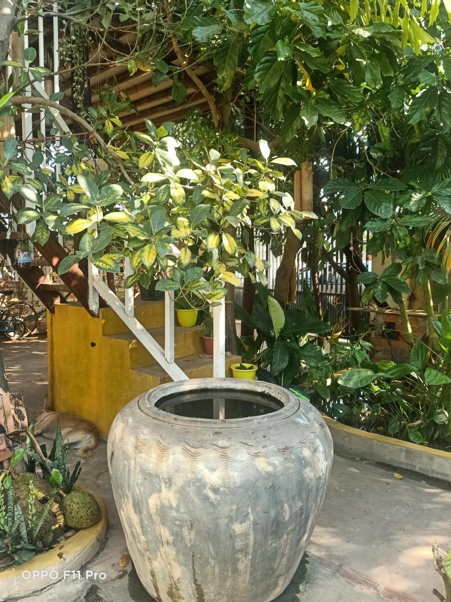 Homestay Yellow Natural House Siem Reap Dış mekan fotoğraf